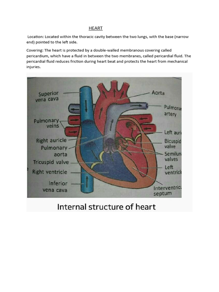 Heart Structure and Function Overview | PDF | Heart Valve | Heart