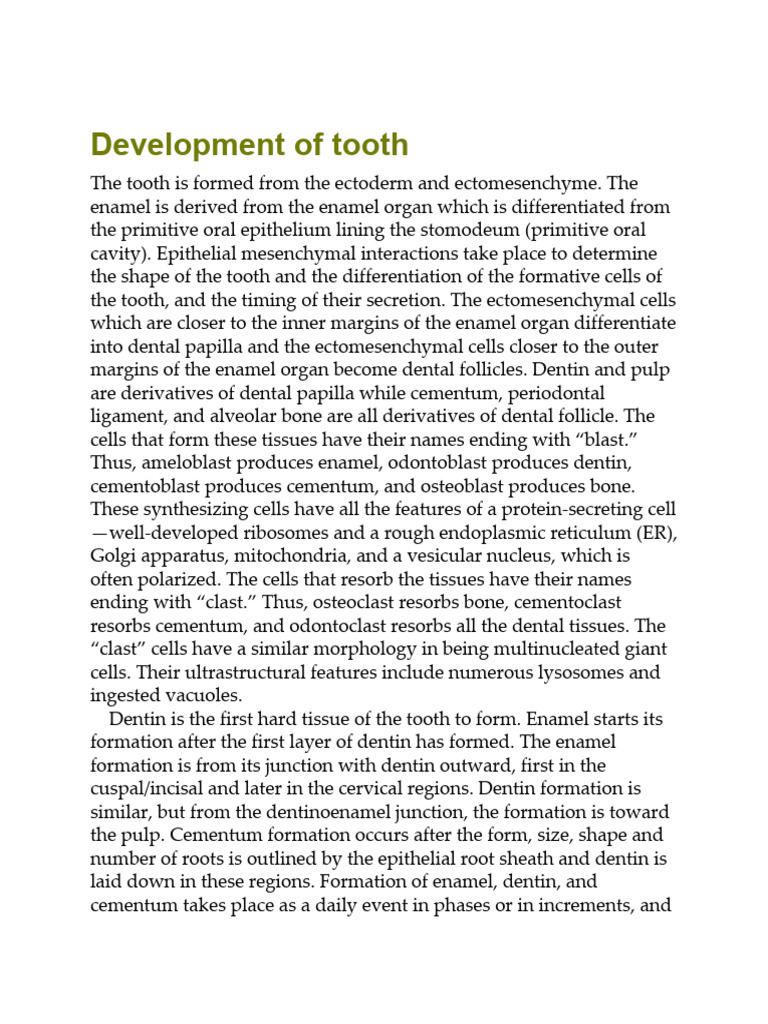 Tooth Development and Histology Overview | PDF | Human Tooth | Dentin