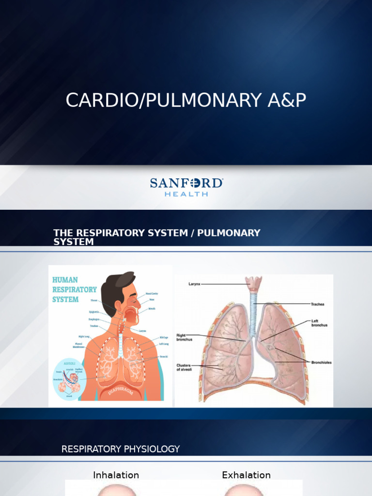 Cardio-Pulmonary Anatomy & Physiology | PDF