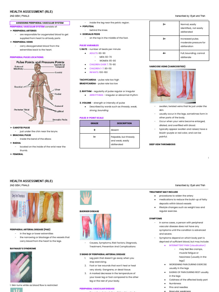 Peripheral Vascular System Assessment Guide | PDF | Pulse | Abdomen
