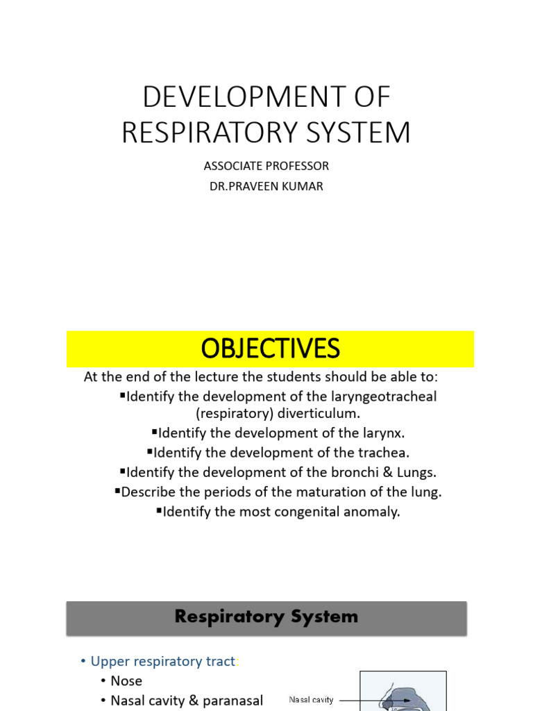 Human Embryology-Human Respiratory System | PDF | Respiratory Tract | Lung