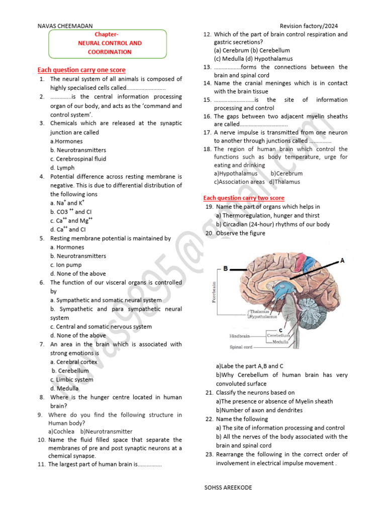 Neural Control and Coordination Quiz | PDF | Brain | Nervous System