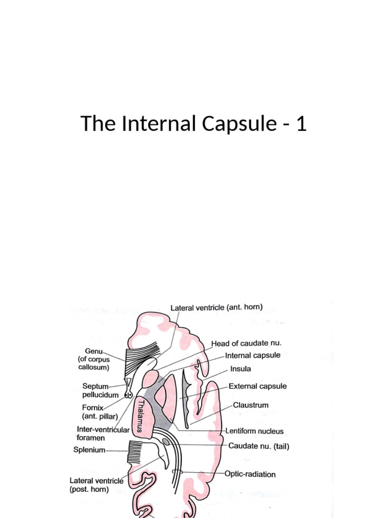 Internal Capsule: Anatomy and Stroke Impact | PDF | Nervous System ...