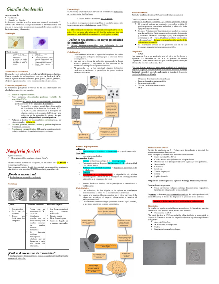 Giardia Duodenalis y Naegleria Fowleri | PDF | Enfermedades y ...
