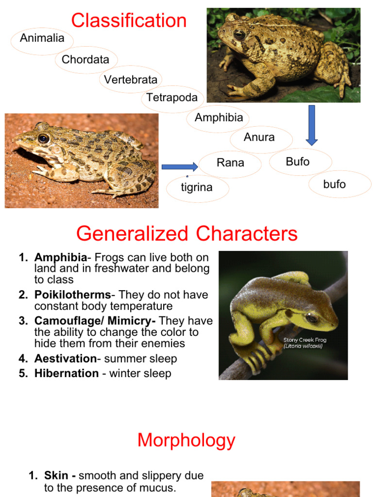 Frog | PDF