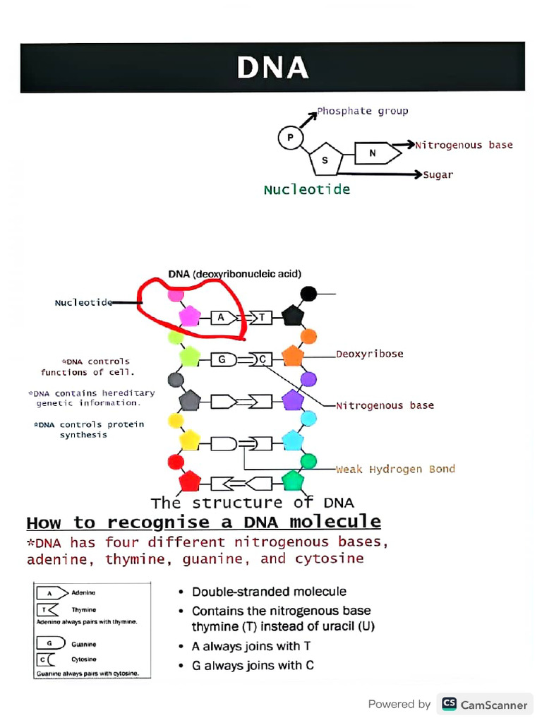 DNA | PDF