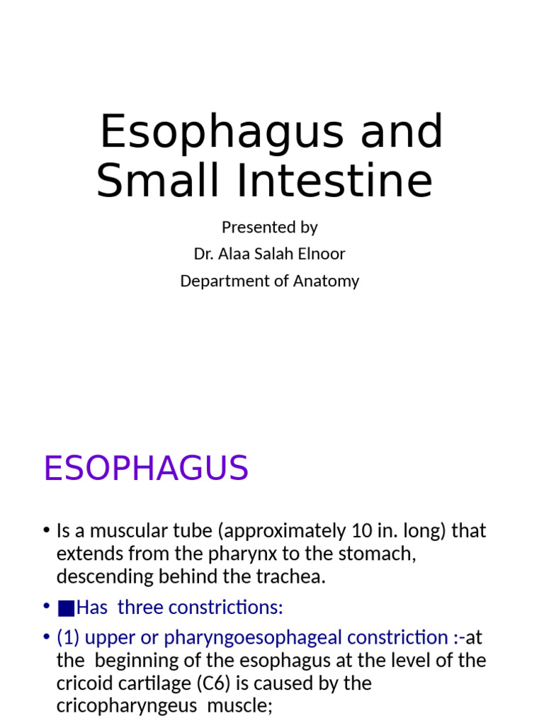 Anatomy of Esophagus and Small Intestine | PDF | Stomach | Esophagus