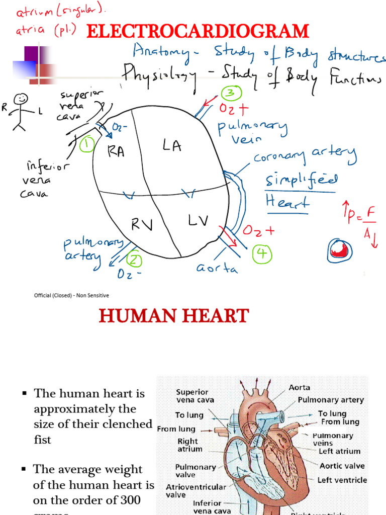 Understanding Electrocardiograms (ECG) | PDF | Heart | Electrocardiography