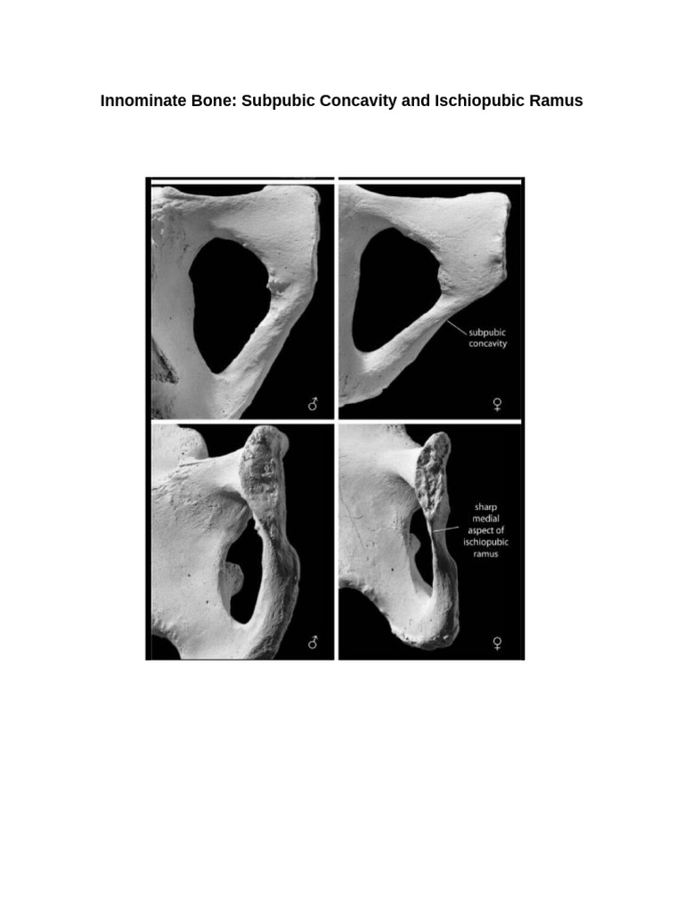 Pelvic and Innominate Features | PDF
