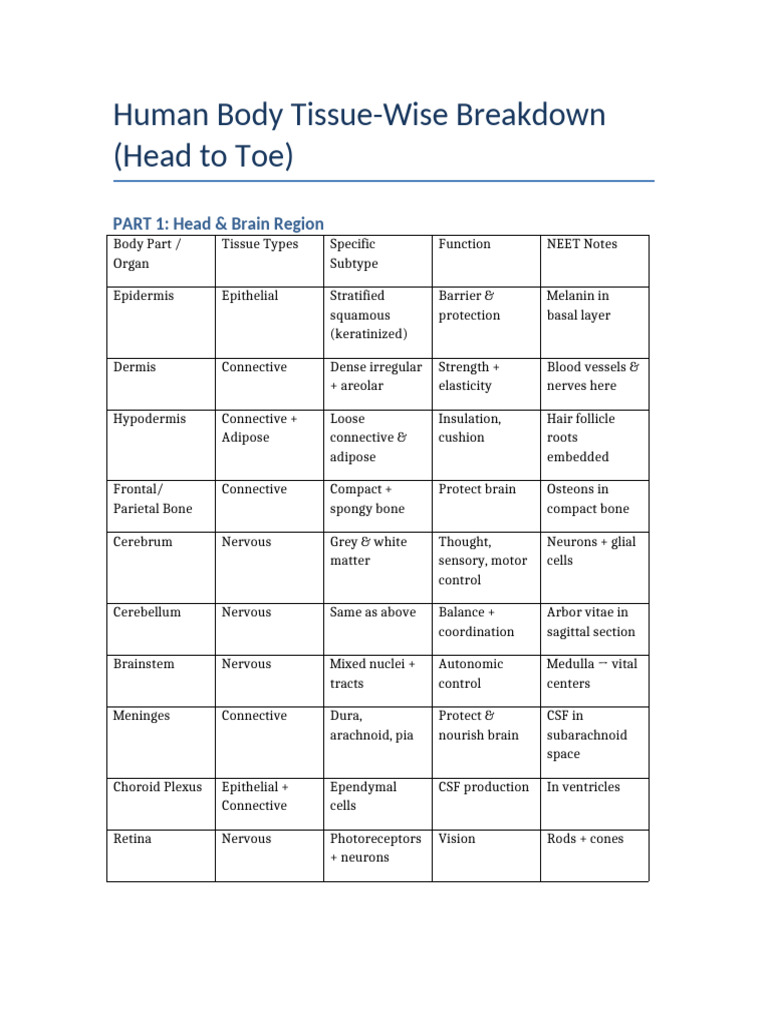 Human Body Tissue Breakdown Guide | PDF | Epithelium | Muscle
