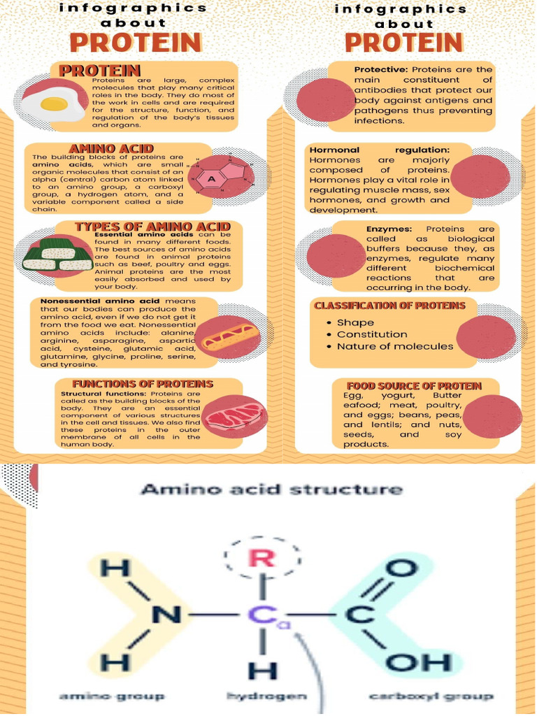 Article About Protein | PDF