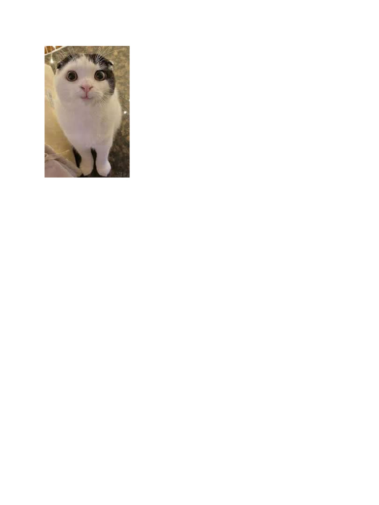 Cat | PDF