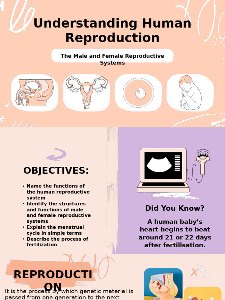 Reproductive System | PDF | Menstrual Cycle | Ovary