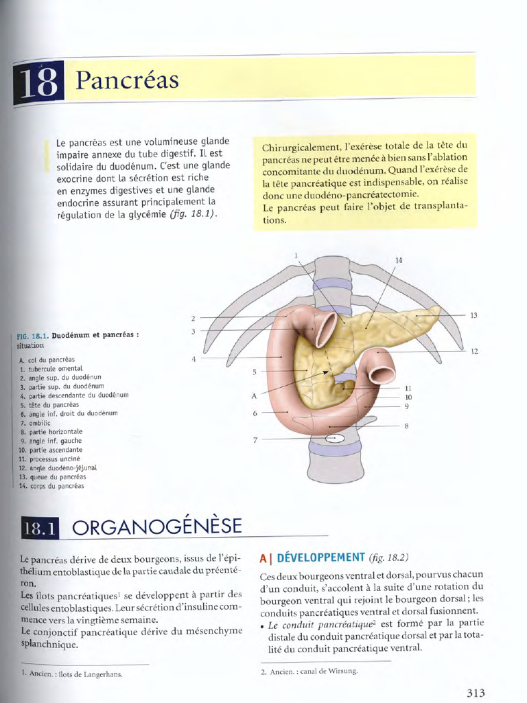 18-pancr-as-pdf