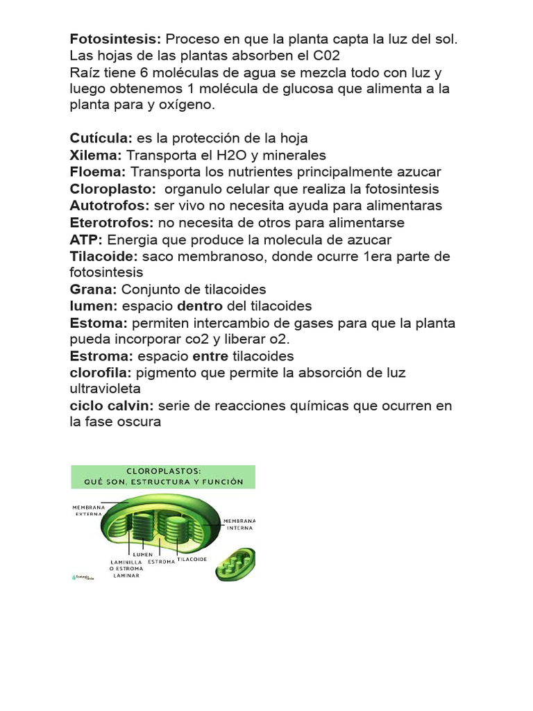 Guia Fotosintesis 6to Basico | PDF