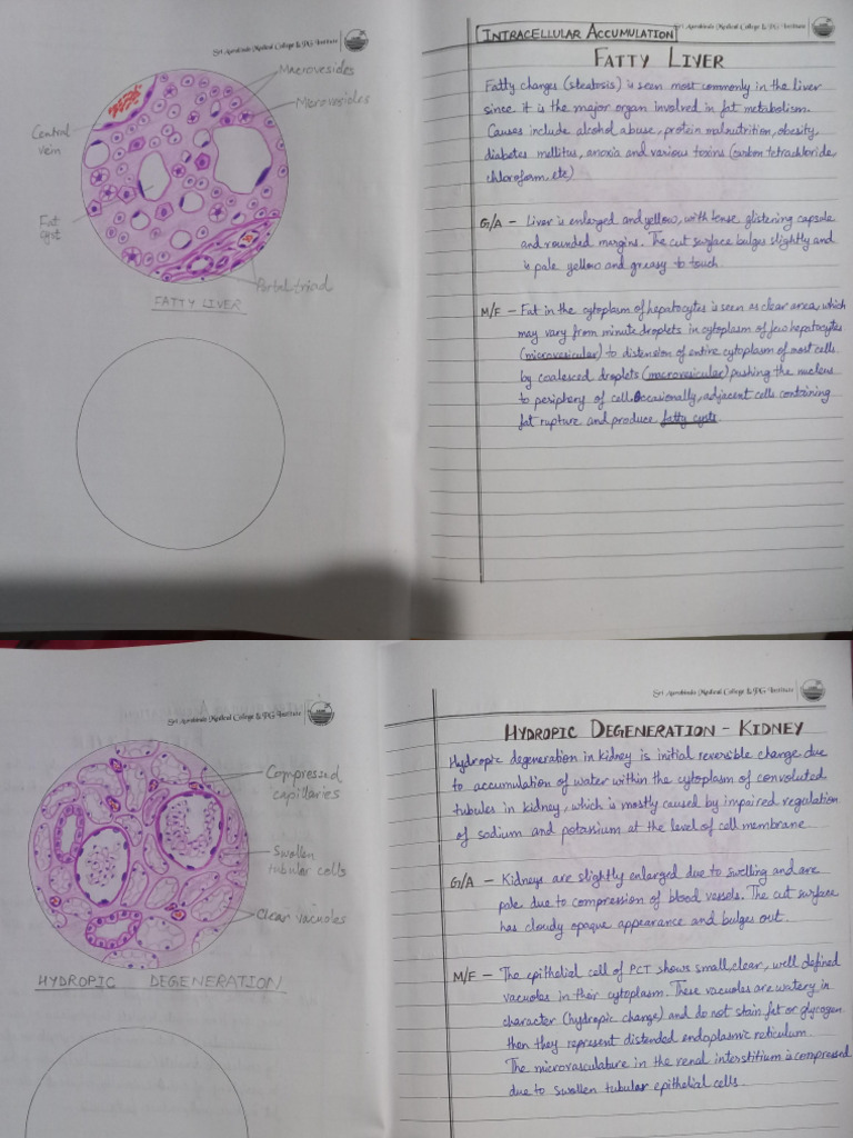 HistoPath File 1 | PDF