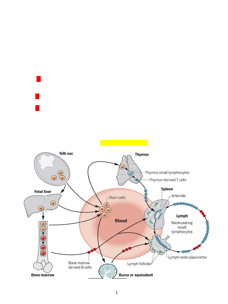 Immune System Development and Anatomy | PDF | Lymphatic System | Lymph