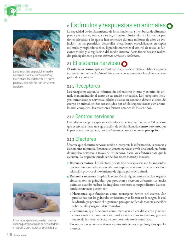 Funciones del Sistema Nervioso en Animales | PDF | Axon | Neurona