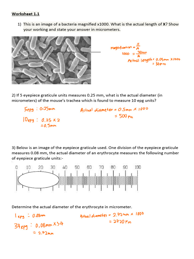 Biology Worksheet 1.1 | PDF