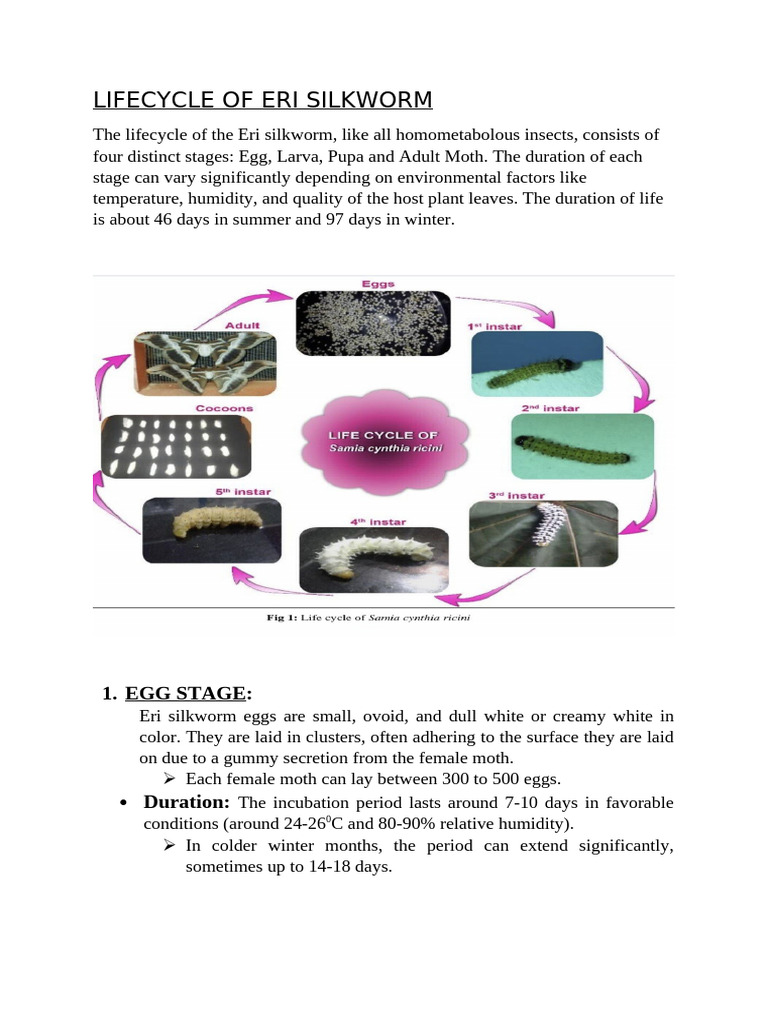 Eri Silkworm Lifecycle Overview | PDF | Pupa | Insects