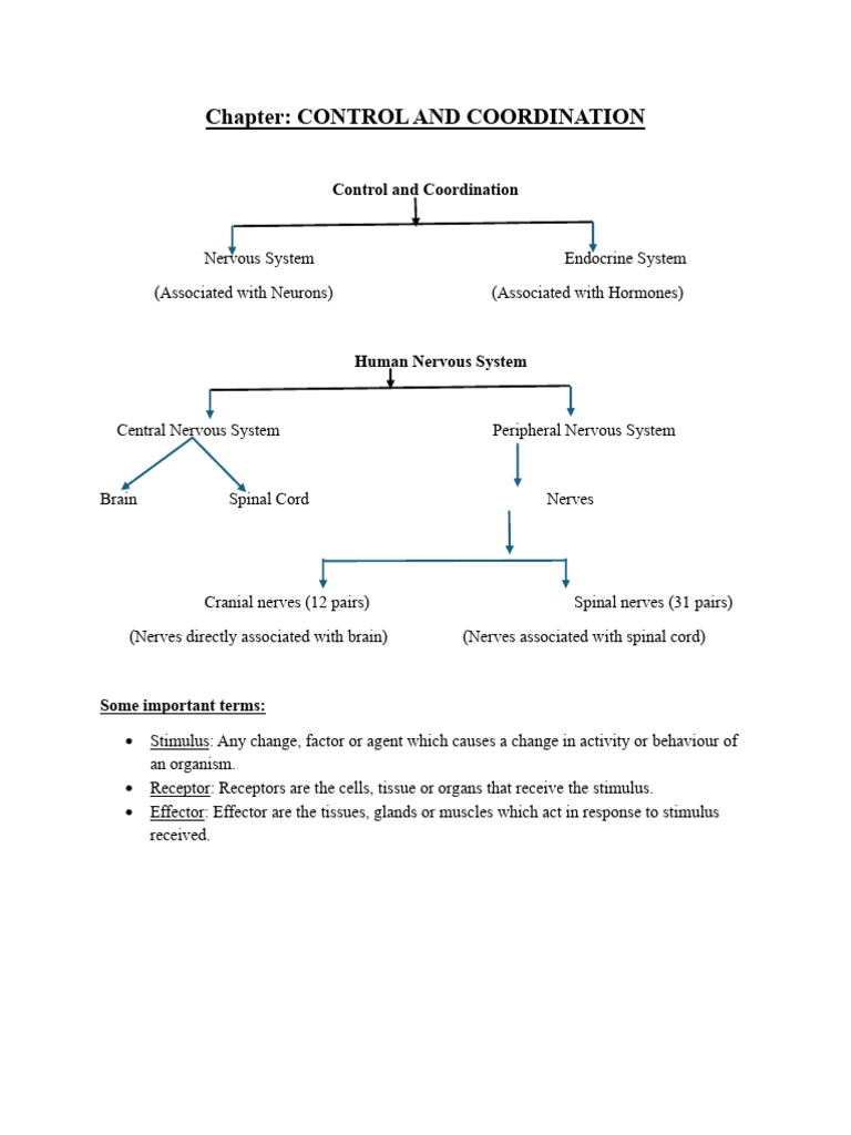 Control and Coordination in Humans | PDF | Nervous System | Neuron
