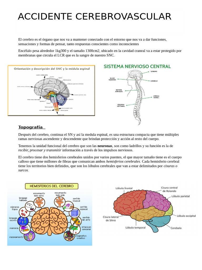 Acv TK | PDF | Carrera | Cerebro