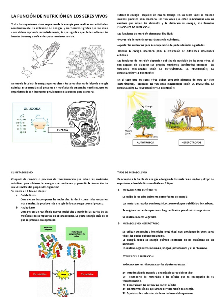 LA FUNCIÓN DE NUTRICIÓN EN LOS SERES VIVOS