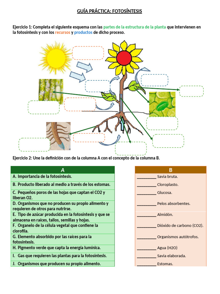 Guía Práctica de Fotosíntesis para Niños | PDF | Fotosíntesis | Plantas