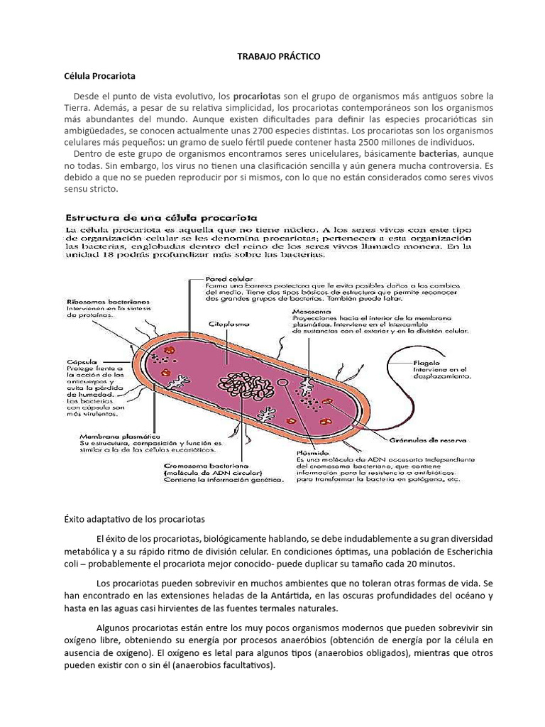 Estructura y funciones de la célula procariota | PDF