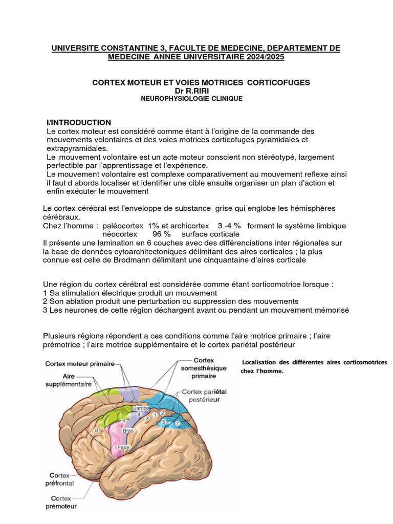 Cortex moteur et voies corticospinales | PDF | Cortex cérébral ...