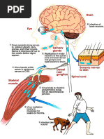 RIG Infiltration Guidelines for Rabies | PDF | Injection (Medicine ...