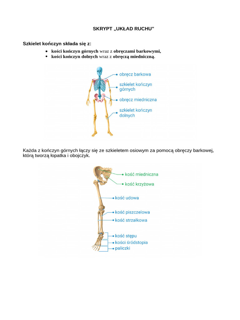 Skrypt Biologia Układ Ruchu | PDF