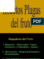 Plagas Del Fruto