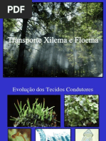 Transporte Xilema e Floema