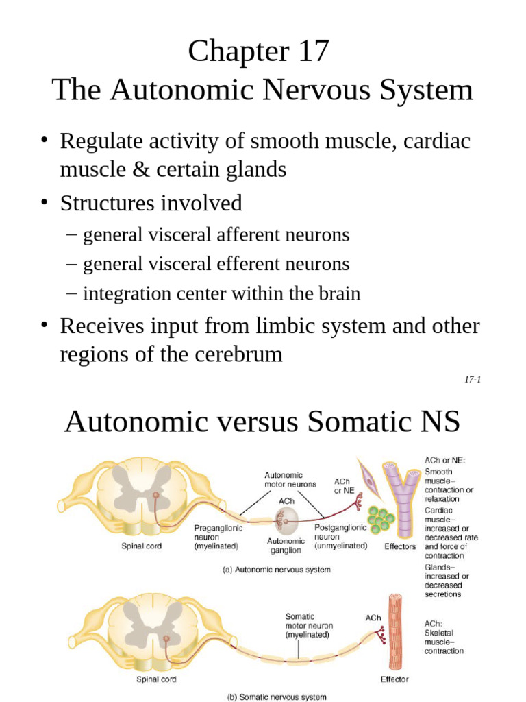 On Line Autonomics WK 1 | PDF | Autonomic Nervous System | Nervous System