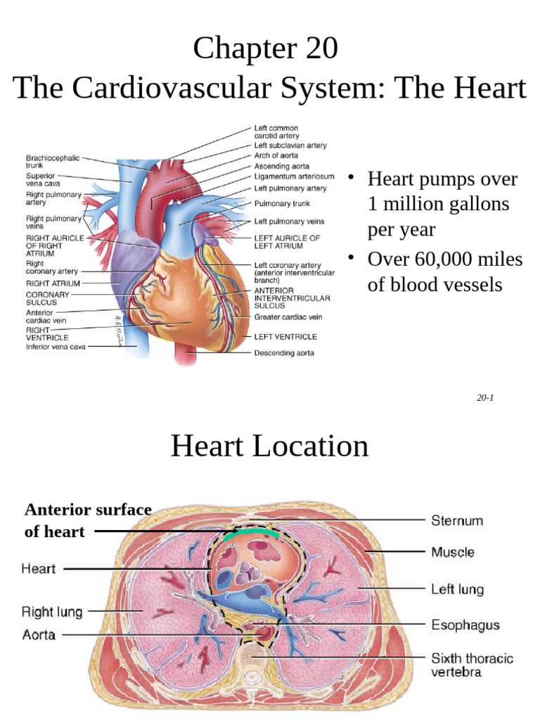 On Line Heart WK 3 | PDF | Heart Valve | Coronary Circulation