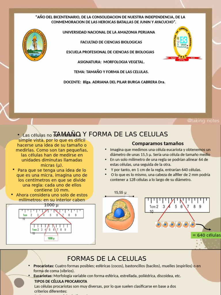 Tamaño y Forma de Las Celulas | PDF | Biología Celular) | Glóbulo rojo