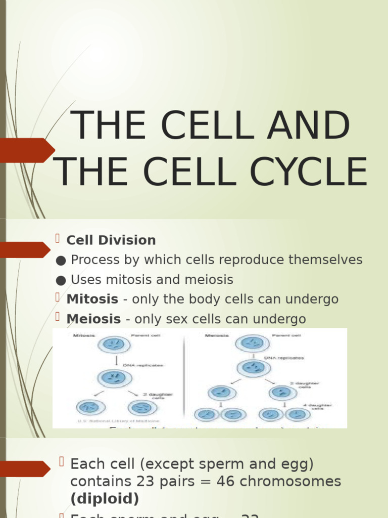 The Cell and The Cell Cycle | PDF | Mitosis | Meiosis