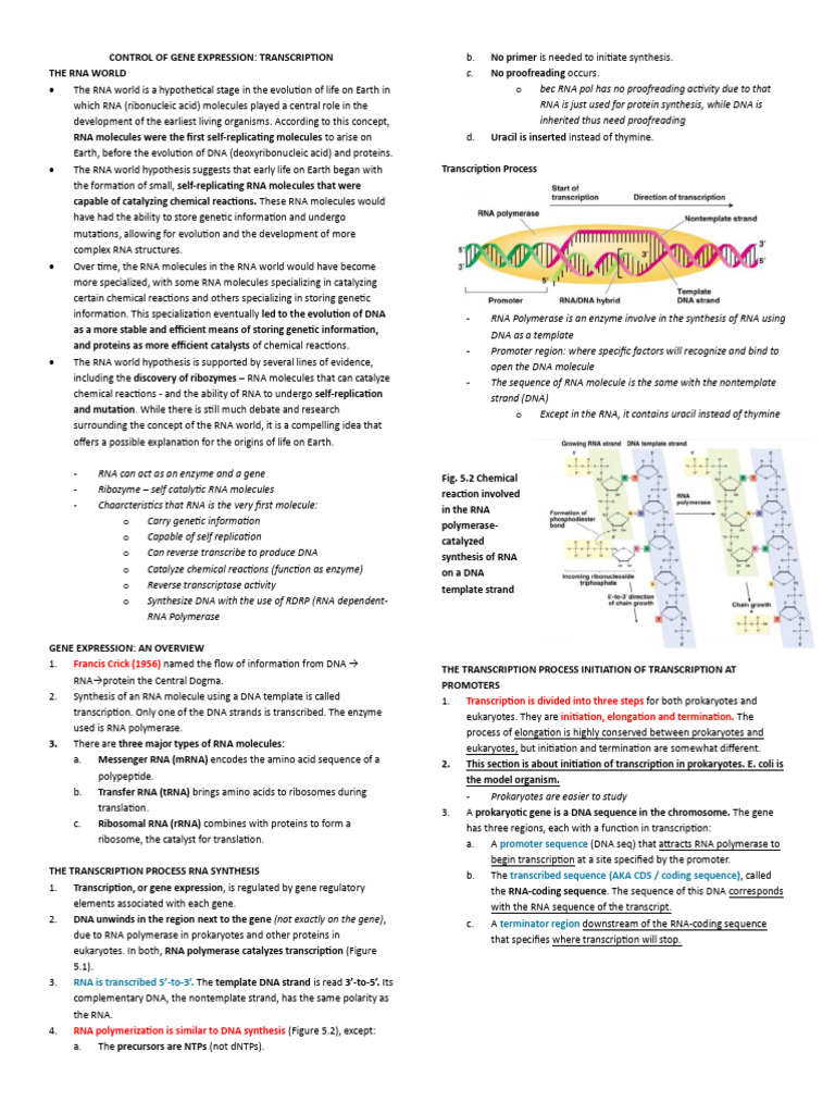 RNA World and Gene Expression Overview | PDF | Operon | Rna