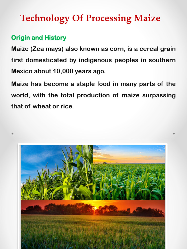 Maize | PDF | Maize | Cereals