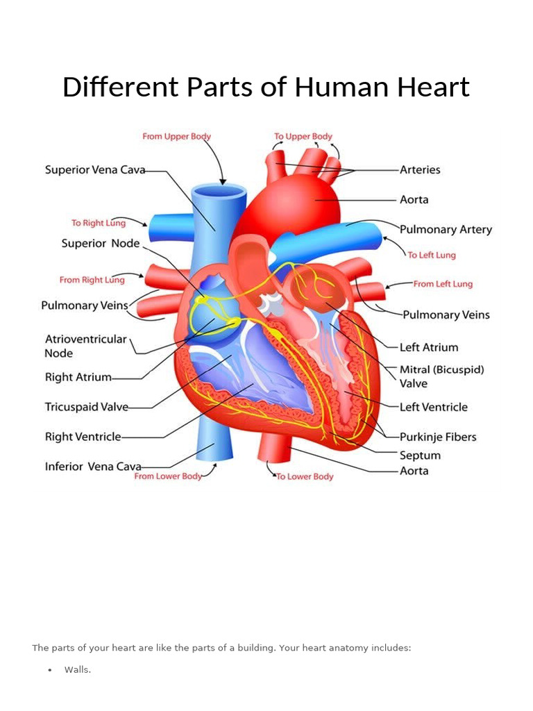 Anatomy and Function of the Human Heart | PDF | Heart Valve | Heart