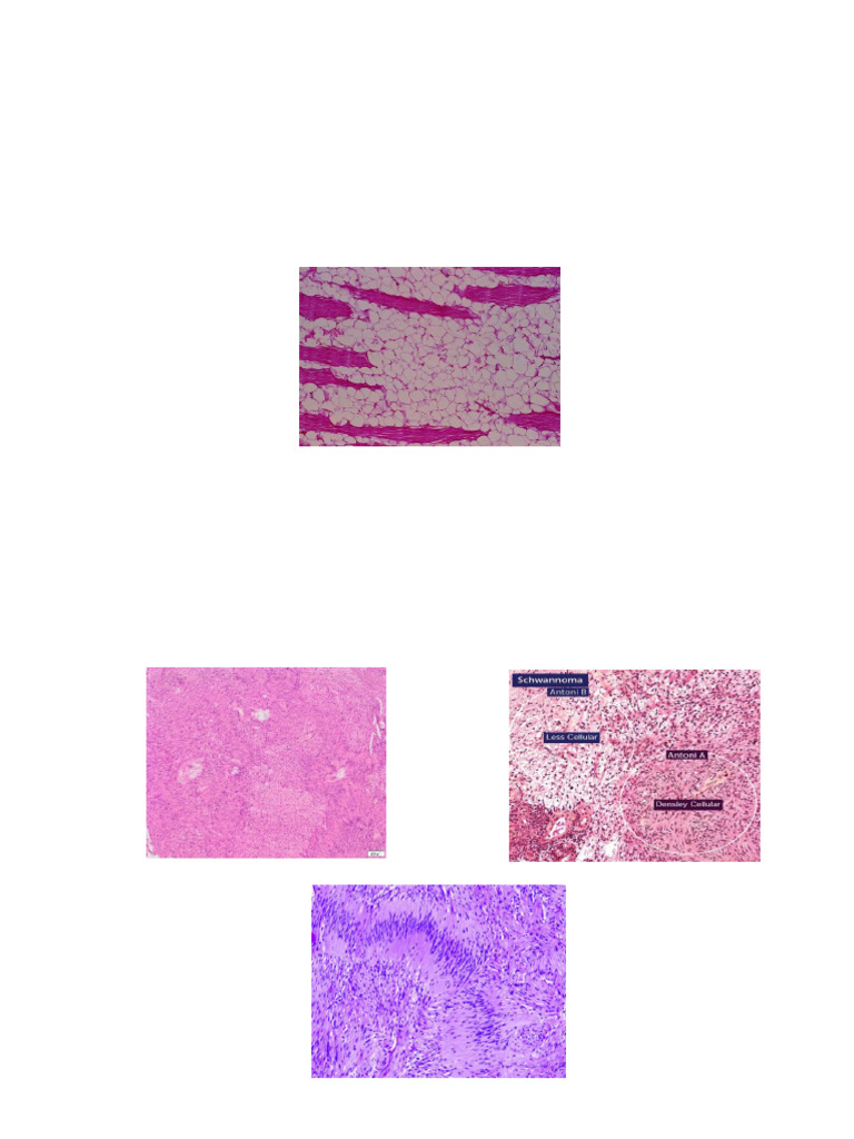 Histopathology Slide Analysis Summary | PDF | Tissue (Biology) | Epithelium