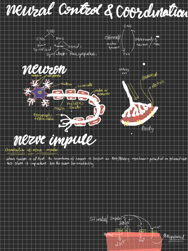 Nerve Notes | PDF
