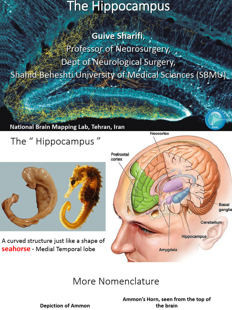 Understanding the Hippocampus Functions | PDF | Hippocampus | Limbic System