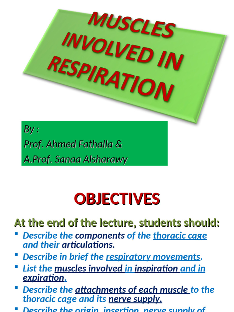 Thoracic Cage and Respiratory Muscles | PDF | Abdomen | Thorax