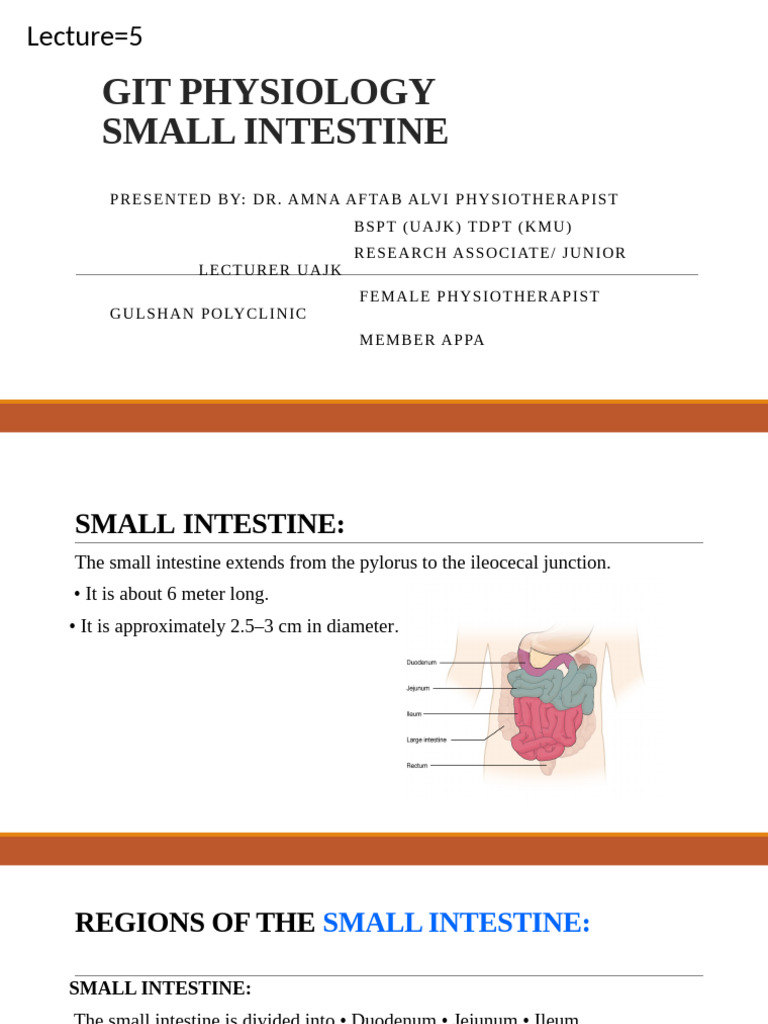 Small Intestine Physiology Overview | PDF | Small Intestine | Human ...