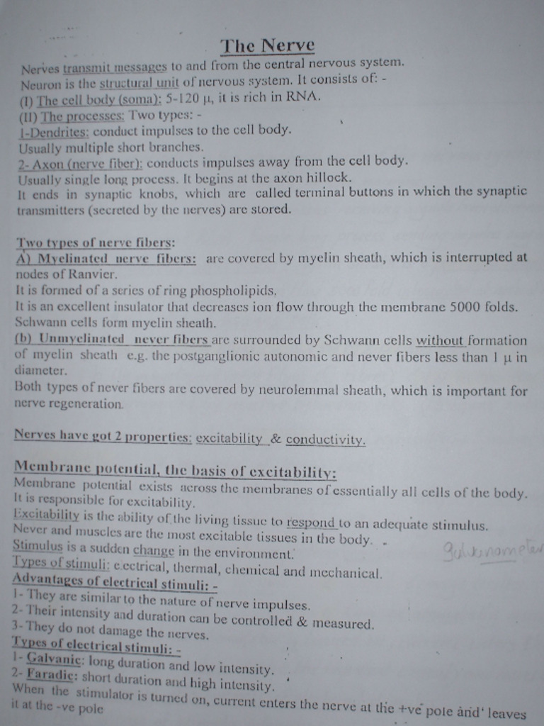 Nerve - Notes | PDF