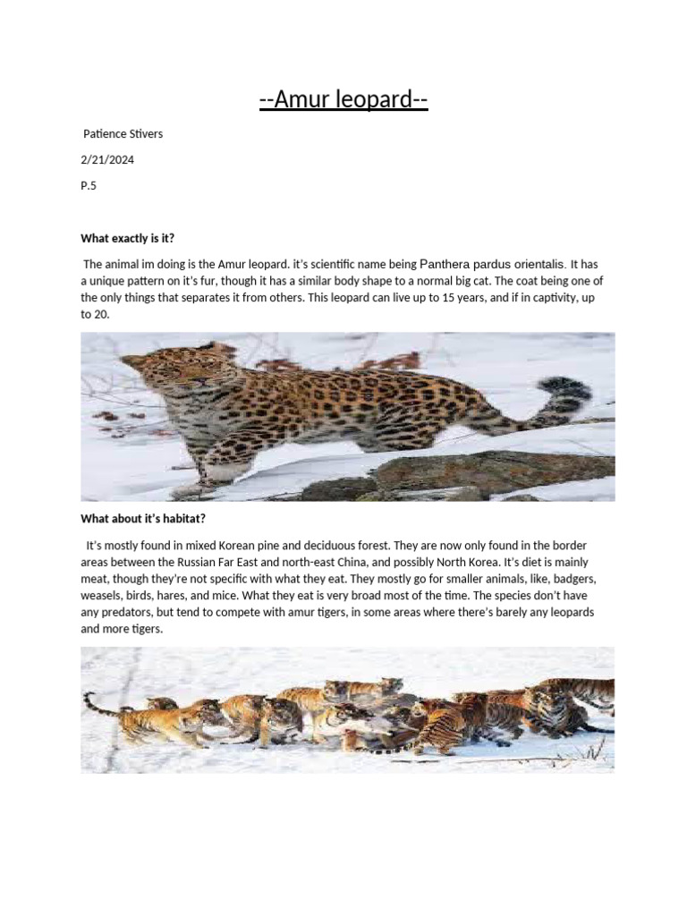Amur Leopard: Habitat, Threats, and Facts | PDF | Leopard | Felids