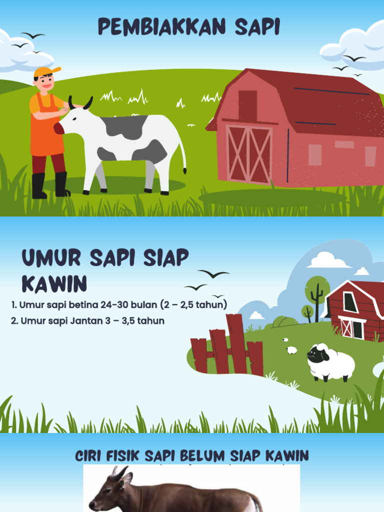 Ciri Sapi Siap Kawin | PDF