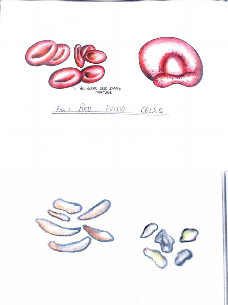 Types of Blood Cells and Structures | PDF
